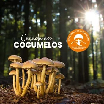 Imagem do Caçada aos Cogumelos - Festival dos Cogumelos 2026