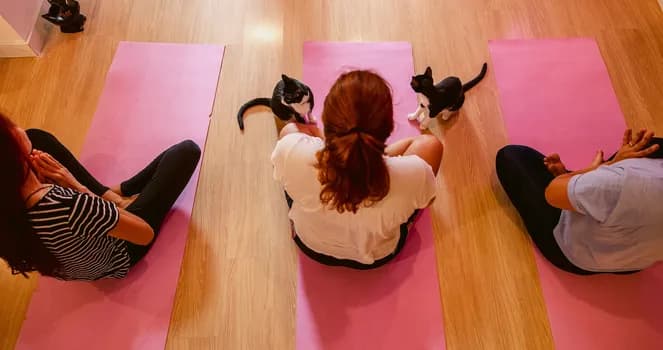 Imagem do Catyoga no Gato Café Botafogo