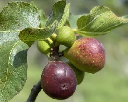Imagem do (Esgotado) Hospedagem com colheita de figos