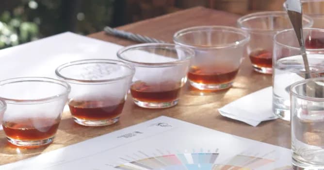 Imagem do treina lingua & modern baristas