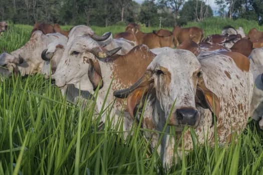 Imagem do Visite Pardinho 21/03/2026    