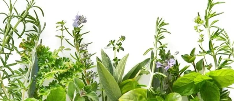 Imagem do Workshop - Plantas Medicinais