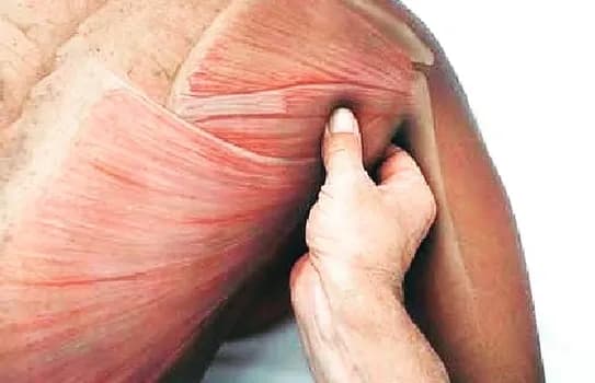 Imagem do Curso Livre: Massagem Desportiva e Liberação Miofascial